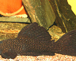 L185 Pseudacanthicus Sp. L