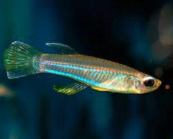 Aplocheilichthys Macrophthalmus L