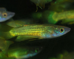 Aplocheilus Lineatus Gold S/M