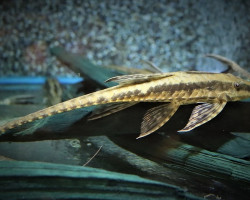 Sturisoma Robustum S/M