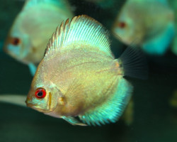 S. Aequifasciatus Blue Diamond L