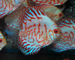 Discus Tiger Head Pigeon M