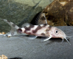 Synodontis Decorus M