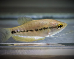 Trichopodus Pectoralis M