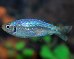 Tyttocharax Tambopatensis M