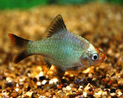 Barbus Tetrazona Cobalt L