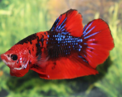 Betta Sp. Plakat Nemo Maschio L