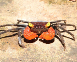 Geosesarma Noduliferum M