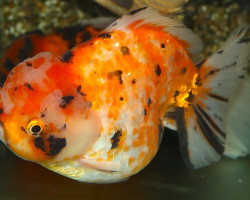 Car. Aur. Lionhead Shorttail Mix Xxl