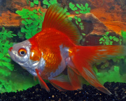 Car. Aur. Red/White Ryukin  8/10