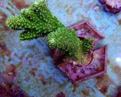 Acropora Abrotanoides L