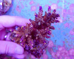 Acropora Cerealis Xs