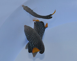 Anampses Meleagrides Ml