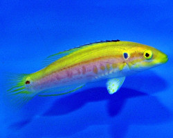 Bodianus Bimaculatus (Maldives) Ml