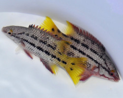Bodianus Diplotaenia M
