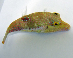 Canthigaster Bennetti M