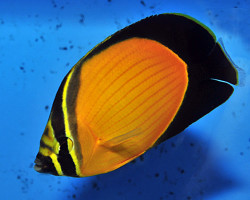 Chaetodon Melapterus S