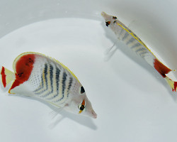 Chaetodon Paucifasciatus S