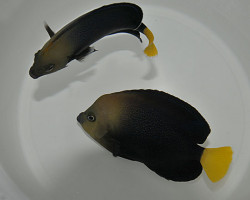Chaetodontoplus Caeruleopunctatus Ml