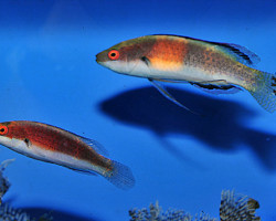 Cirrhilabrus Balteatus (Coppia) Ml