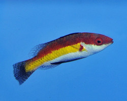 Cirrhilabrus Naokoae M