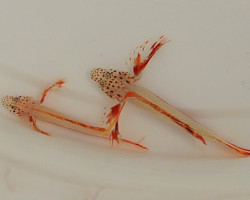 Discordipinna Griessingeri S