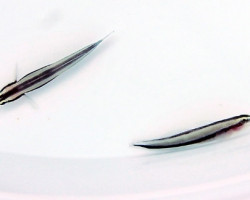 Elacatinus Prochilos M