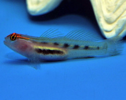 Elacatinus Puncticulatus M