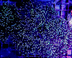 Euphyllia Glabrescens (Premium) S