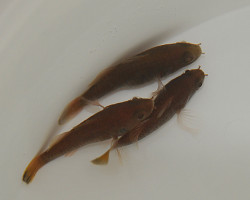 Fowleria Isostigma M