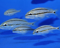 Haemulon Flavolineatum S