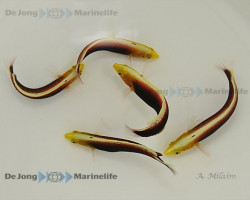 Halichoeres Iridis M