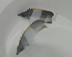 Hemitaurichthys Zoster M