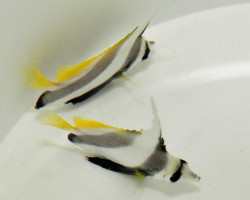 Heniochus Diphreutes M