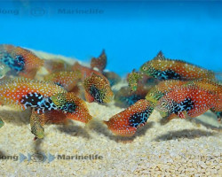 Macropharyngodon Bipartitus (Femmina) M