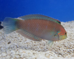 Macropharyngodon Moyeri M