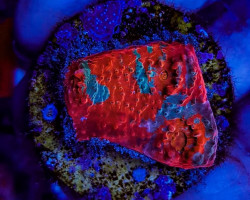 Mycedium Spp. Ultra (Frag) M