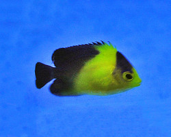 Paracentropyge Venusta - Allevato Europa M