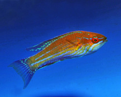 Paracheilinus Angulatus M