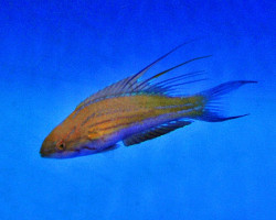 Paracheilinus Filamentosus M