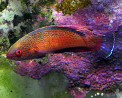 Paracheilinus Lineopunctatus M