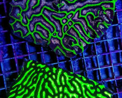 Platygyra Spp. (Ultra) Xs