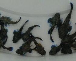 Pterosynchiropus Splendidus - Djm Allevato Europa M