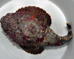 Synanceia Verrucosa Ml