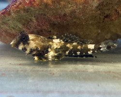 Synchiropus Ocellatus - Allevato Europa M