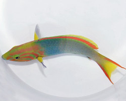 Thalassoma Lutescens Ml