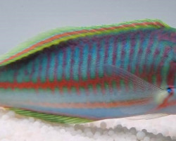 Thalassoma Rueppellii Ml