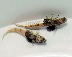 Tomiyamichthys Nudus M