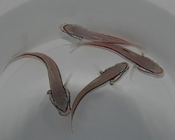 Valenciennea Helsdingenii Ml