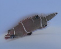 Wetmorella Albofasciata M